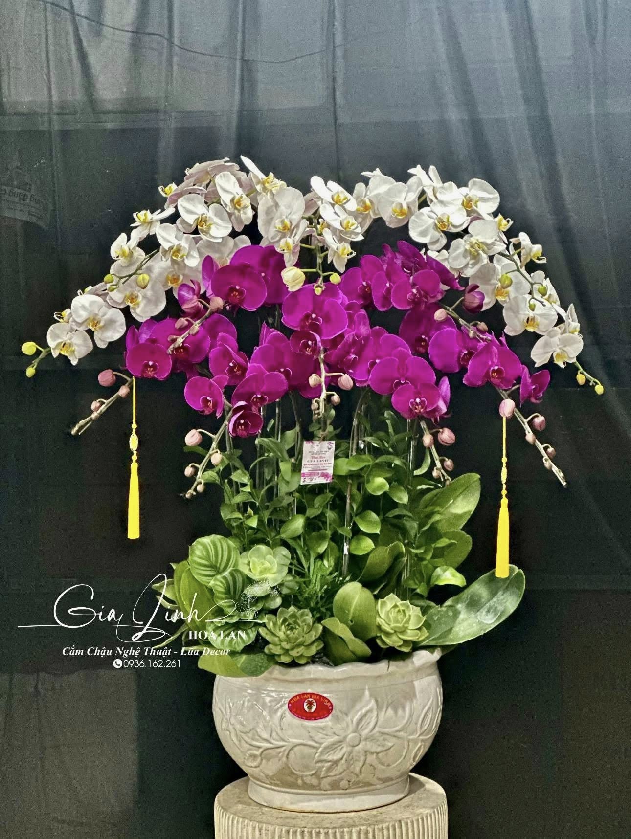 hoa lan hồ điệp cúng lễ Vu Lan