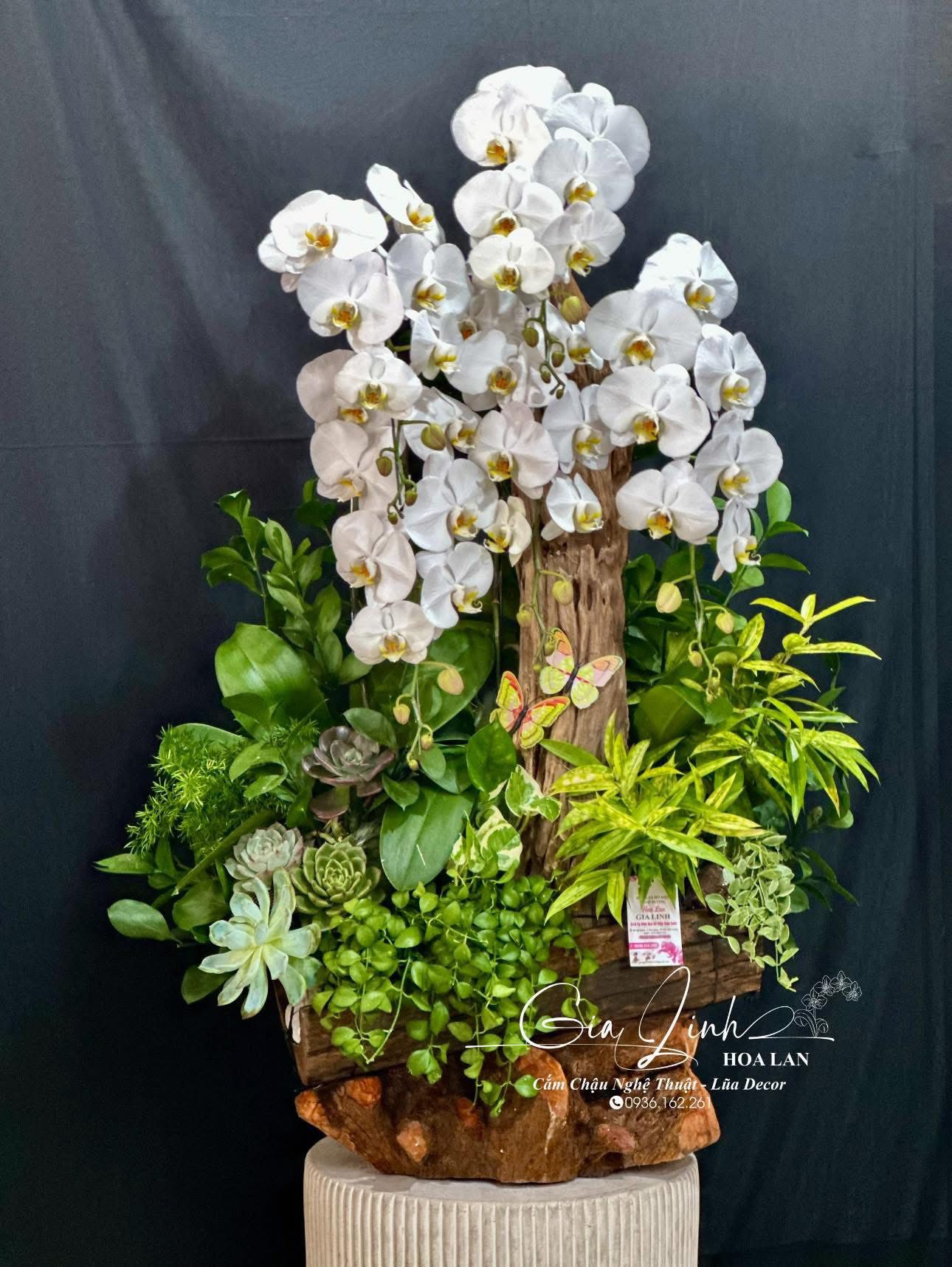 chậu hoa lan để bàn thờ