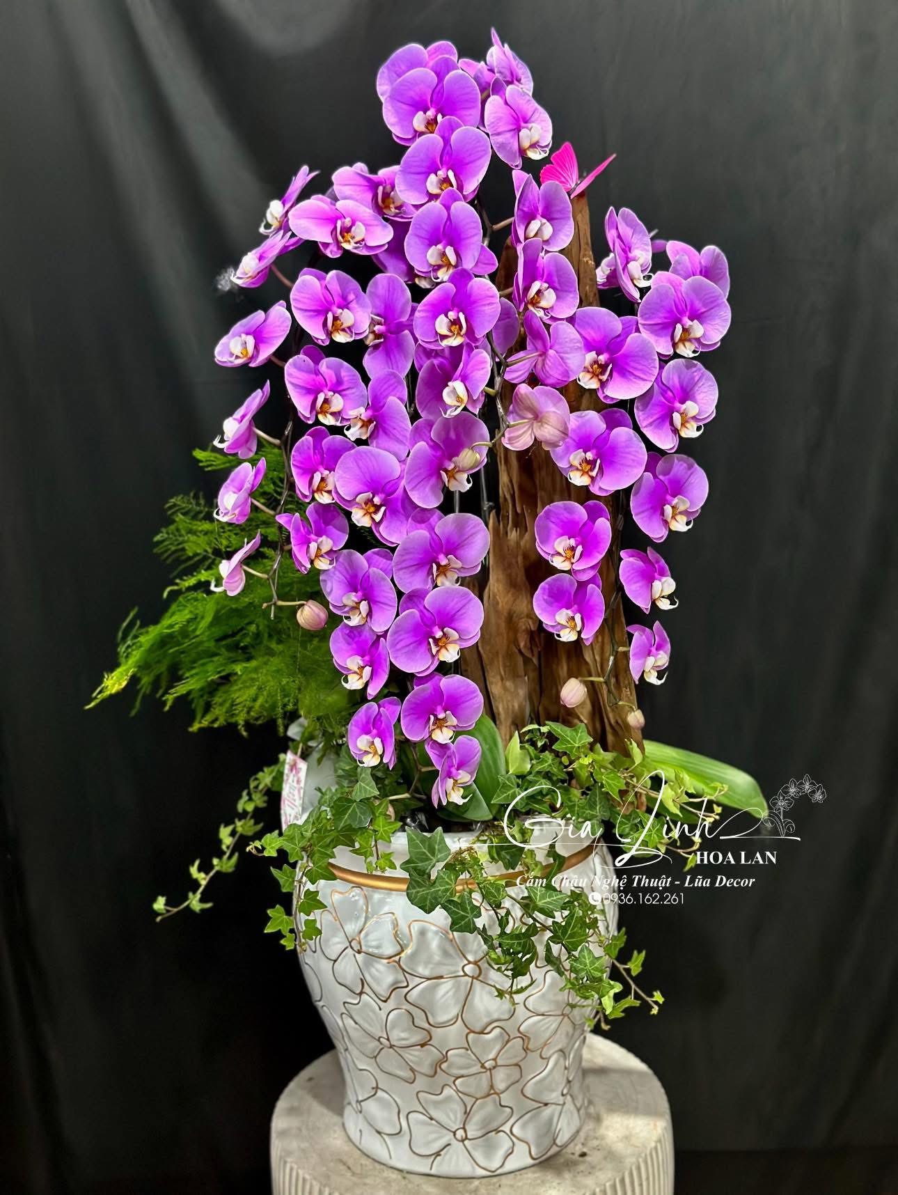 chậu hoa lan để bàn thờ