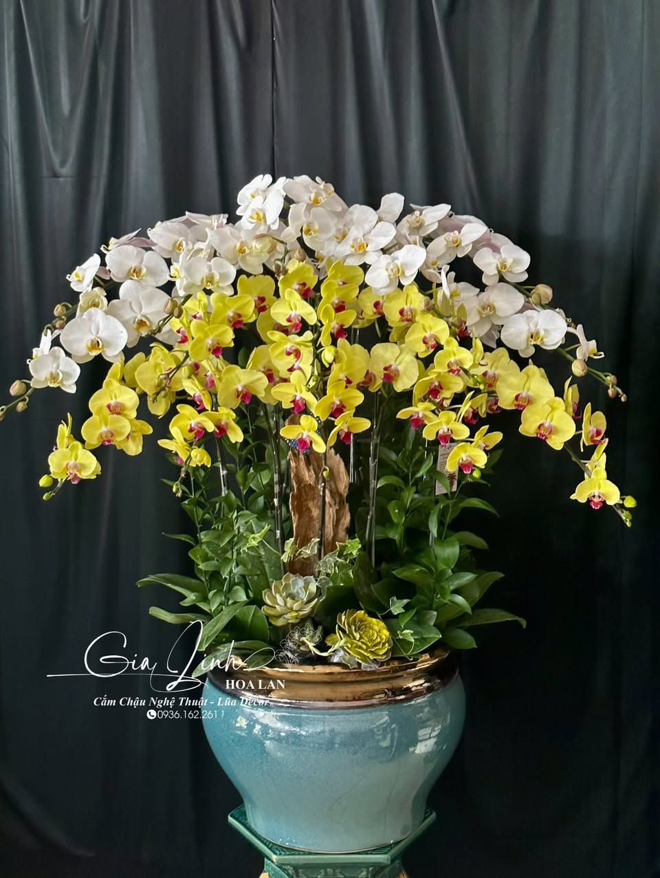 chậu lan hồ điệp kính viếng