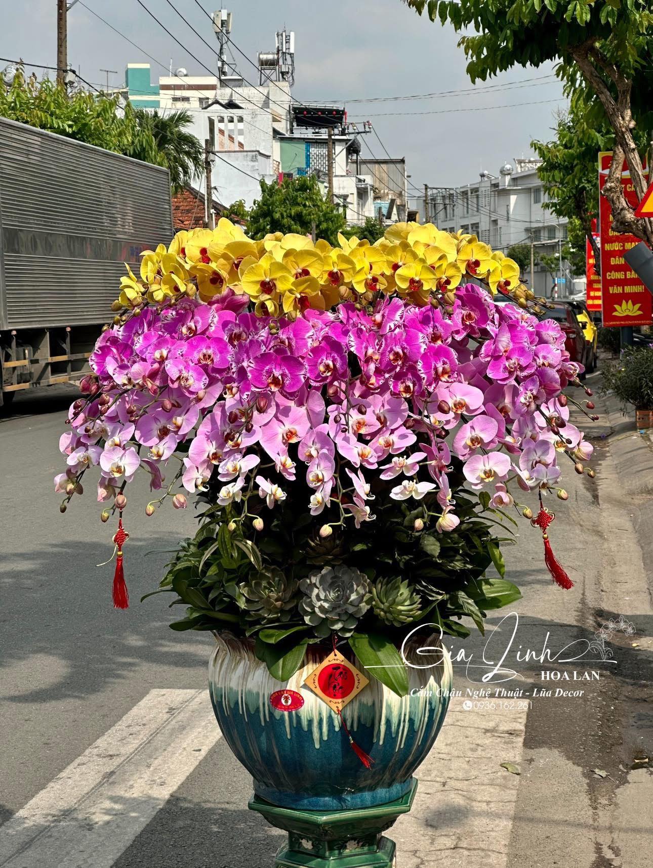 Lan hồ điệp tặng lễ 30/4 1/5