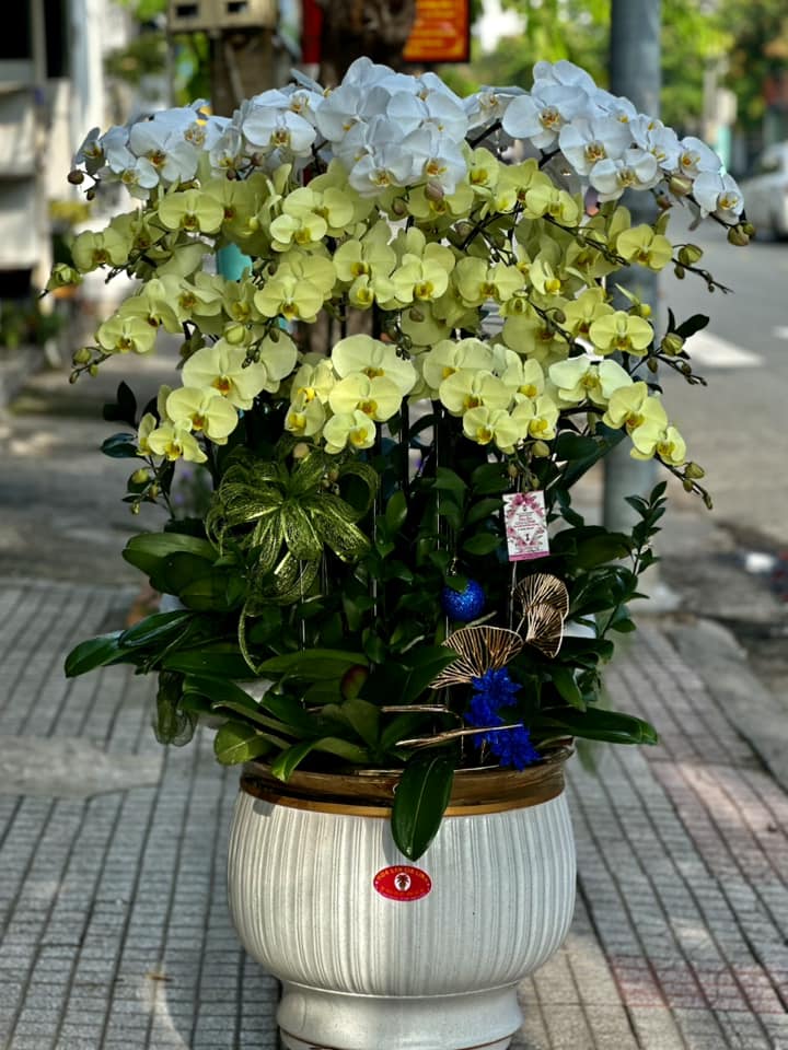 Lan hồ điệp