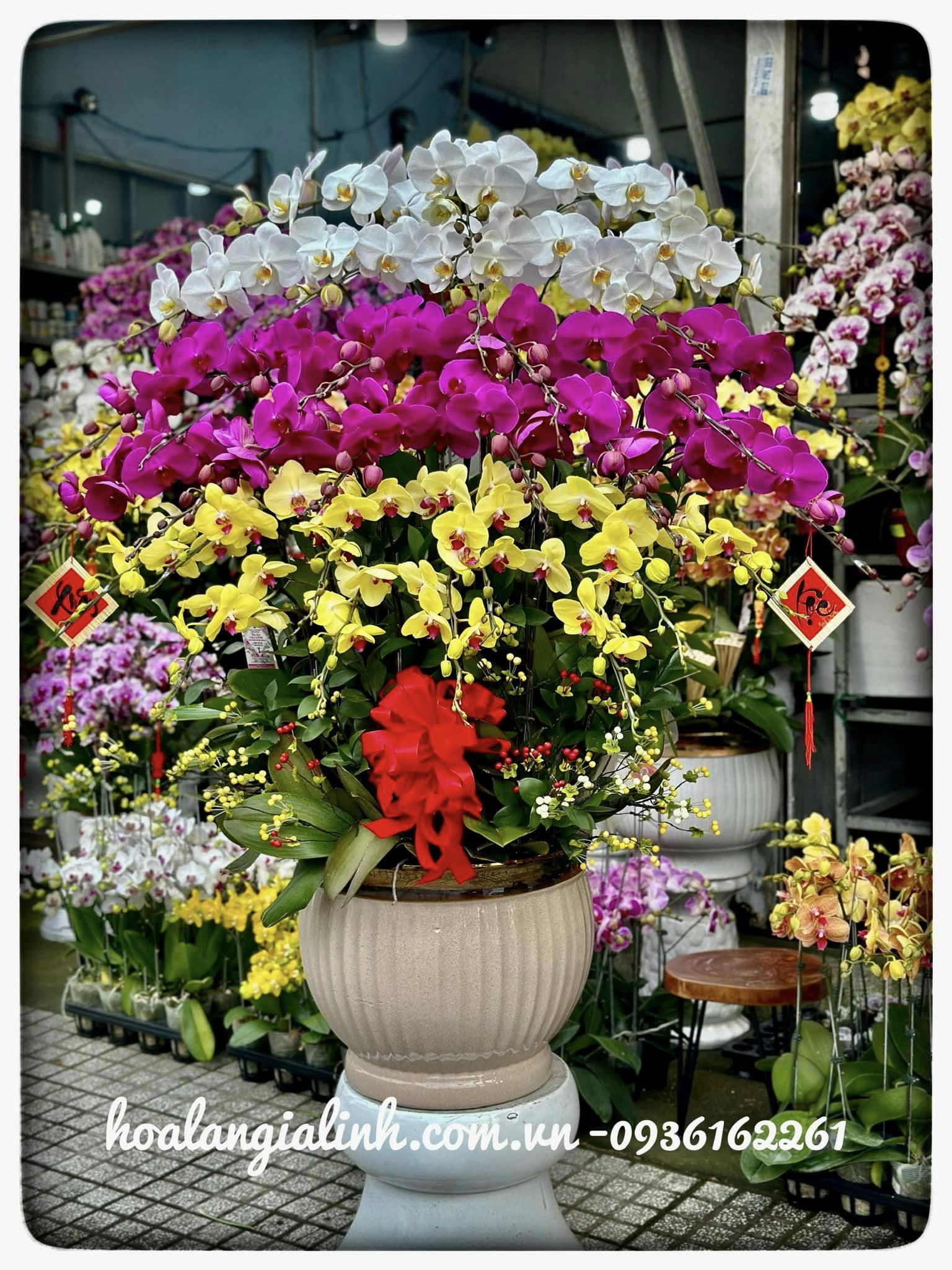 hoa lan hồ điệp mừng khai trương