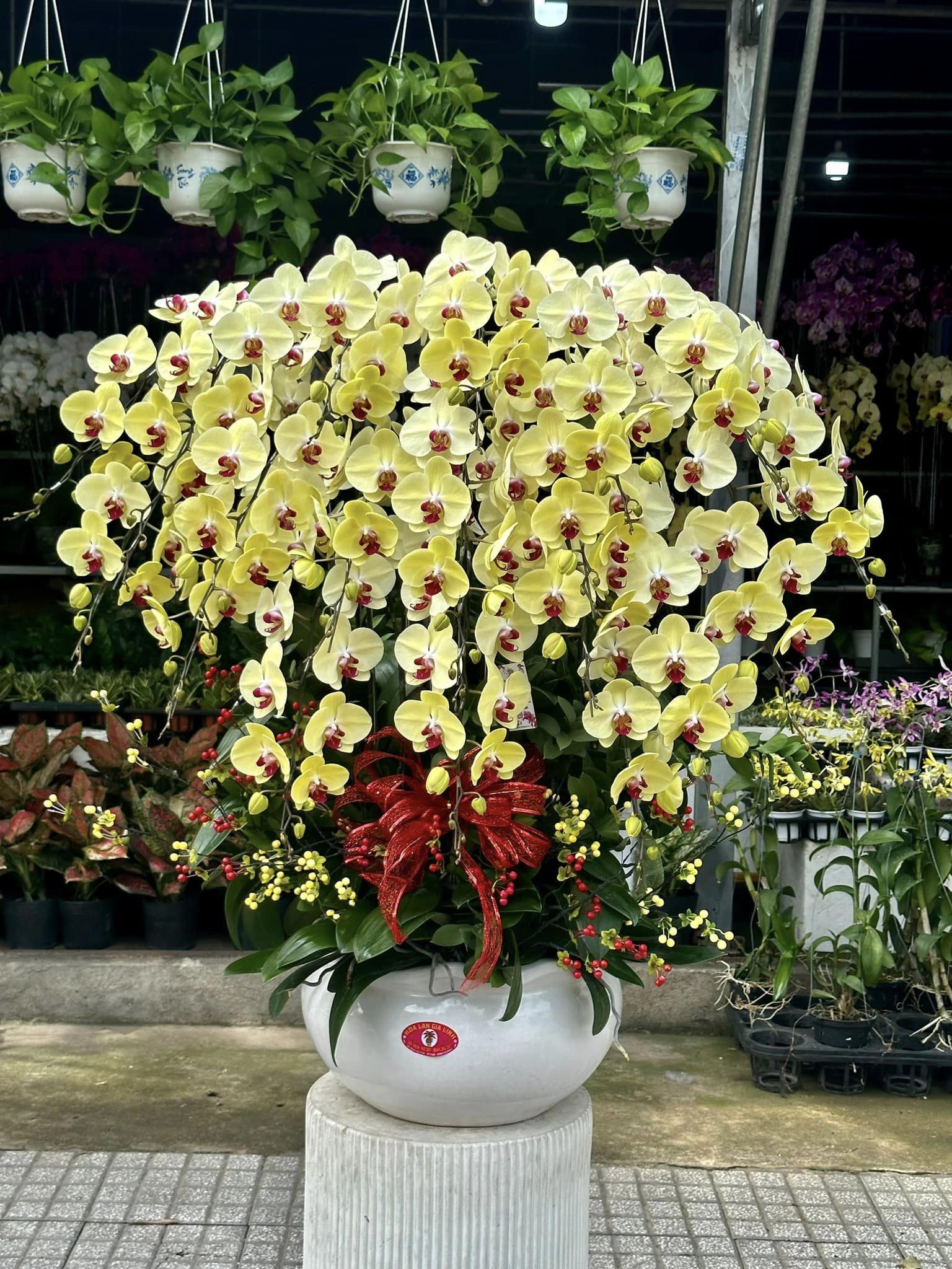 hoa lan hồ điệp mừng khai trương