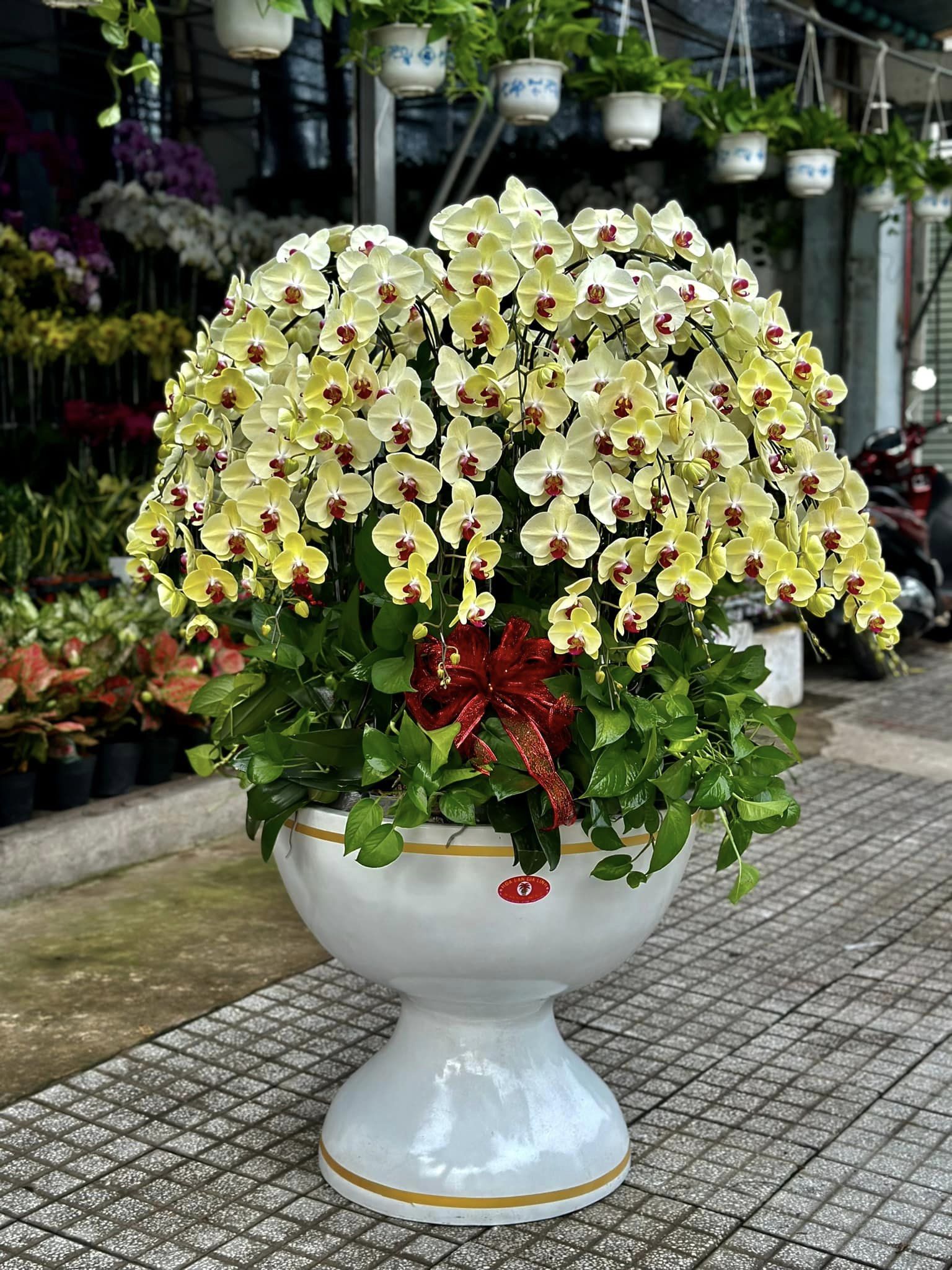 hoa lan hồ điệp mừng khai trương