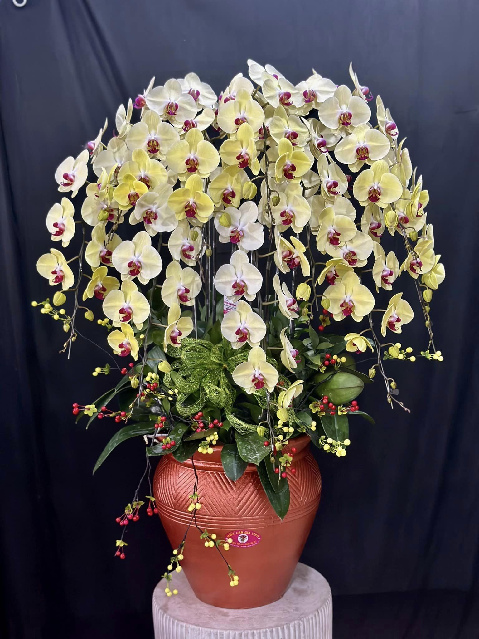 hoa lan hồ điệp mừng khai trương