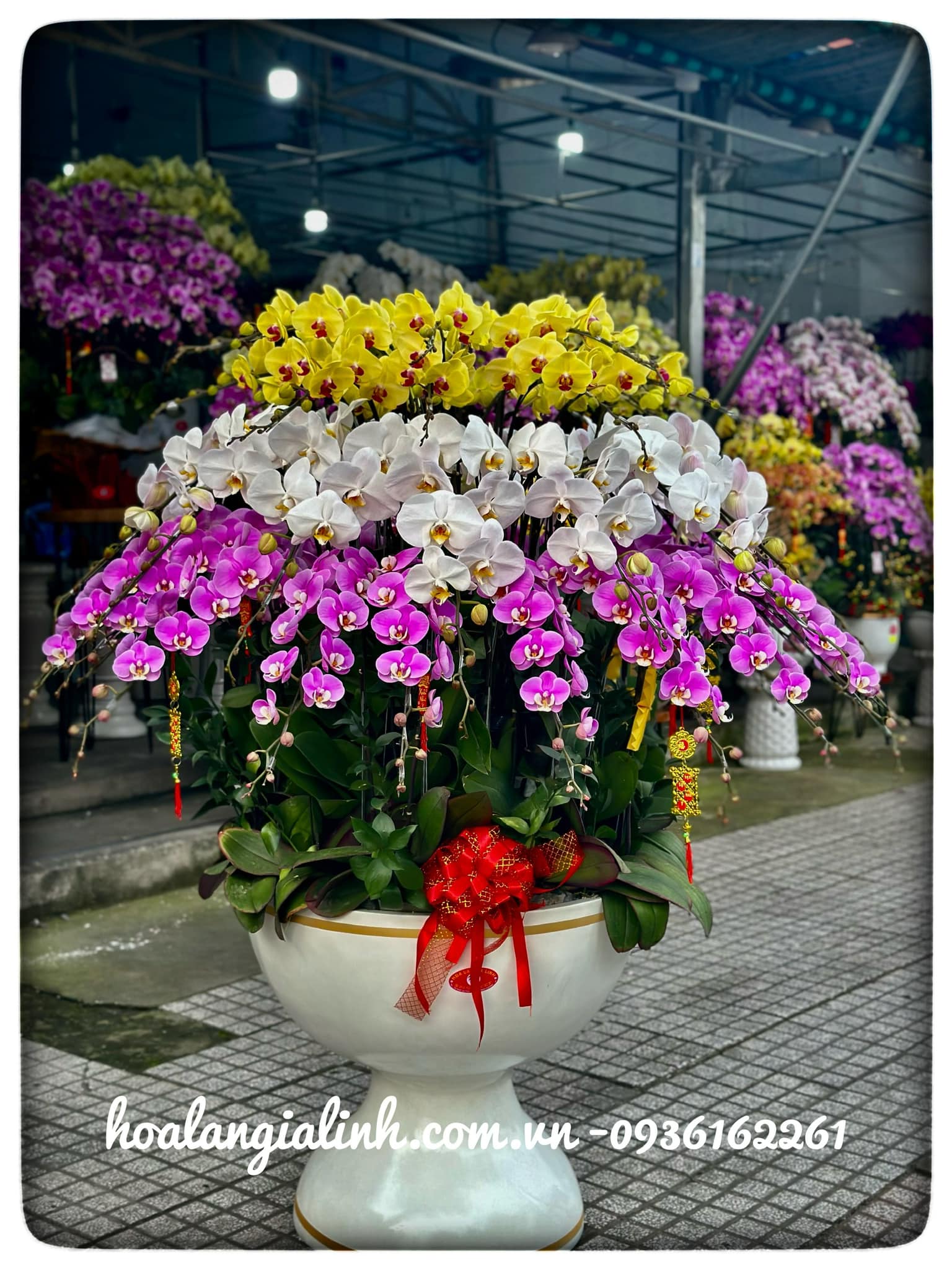 hoa lan hồ điệp mừng khai trương