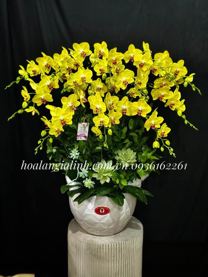 hoa lan hồ điệp mừng khai trương