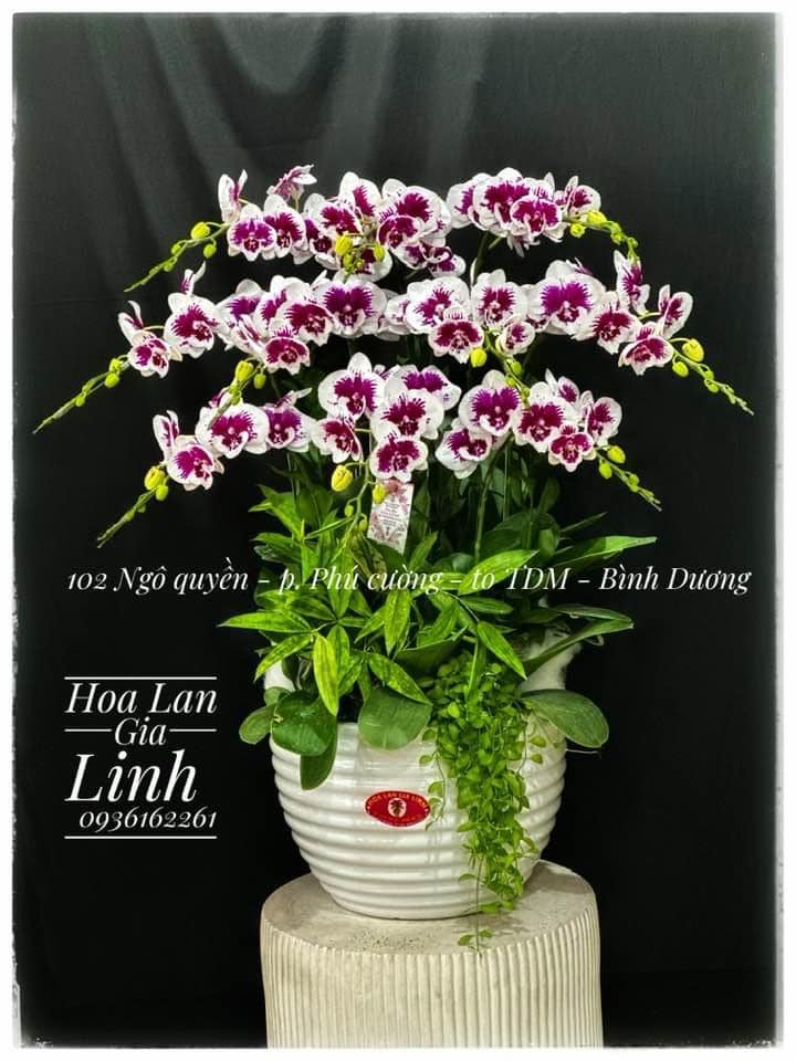 lan hồ điệp văn phòng