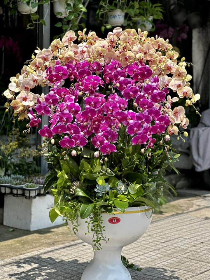 lan hồ điệp khai trương