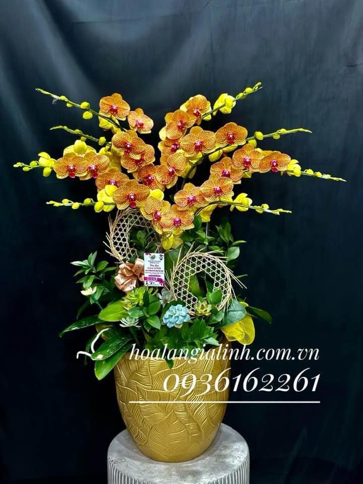 lan hồ điệp khai trương