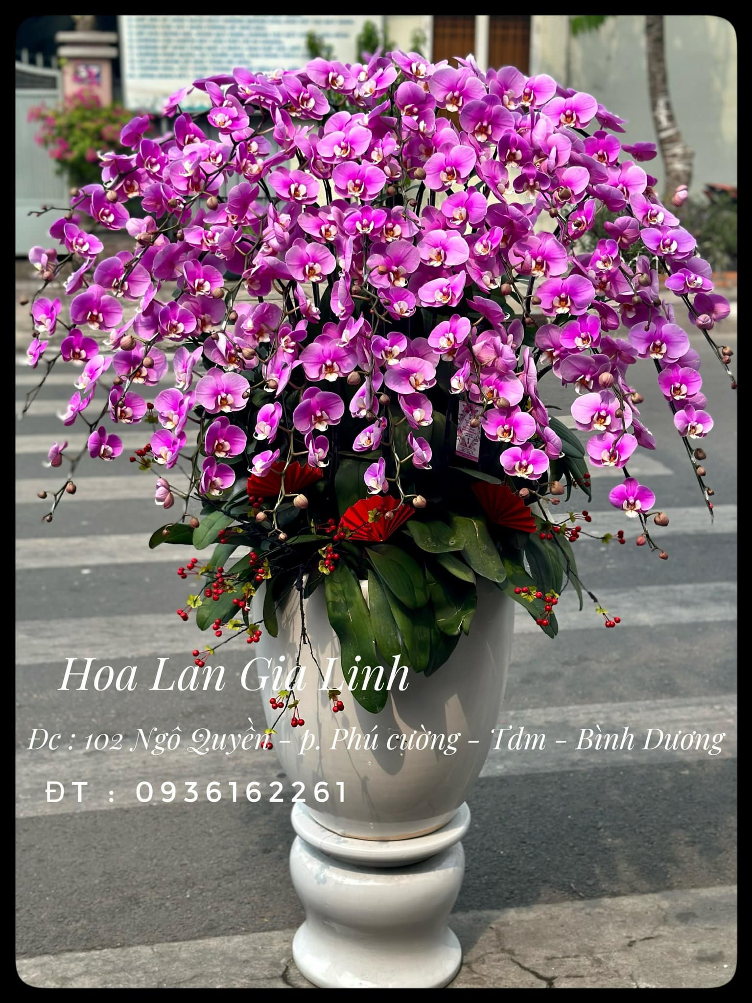 lan hồ điệp khai trương
