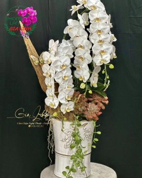 Chậu lan để bàn thờ gia tiên – Trang trọng và thanh lịch