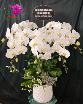 Gợi ý địa chỉ đặt chậu lan hồ điệp viếng đám tang tại Bình Dương