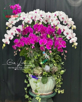 Mẫu hoa lan chúc mừng nhà báo cao cấp làm quà tặng 