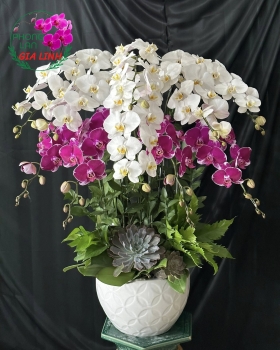 Mẫu hoa lan hồ điệp cúng lễ Vu Lan giao tận nơi