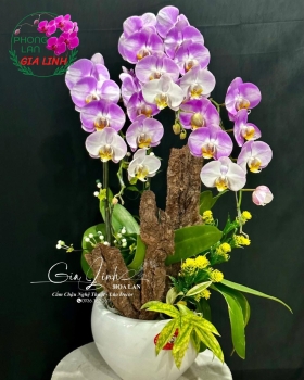 Mua hoa lan tặng mẹ dịp Vu Lan đẹp trang trọng