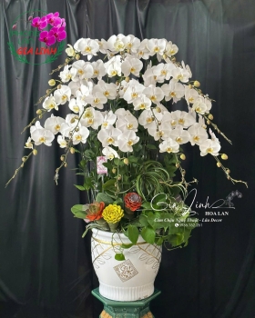 Địa chỉ bán hoa lan tặng ngày Báo chí uy tín, giao nhanh chóng