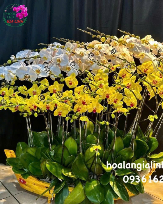 Nơi mua lan đẹp chơi tết uy tín, giá tốt tại Bình Dương