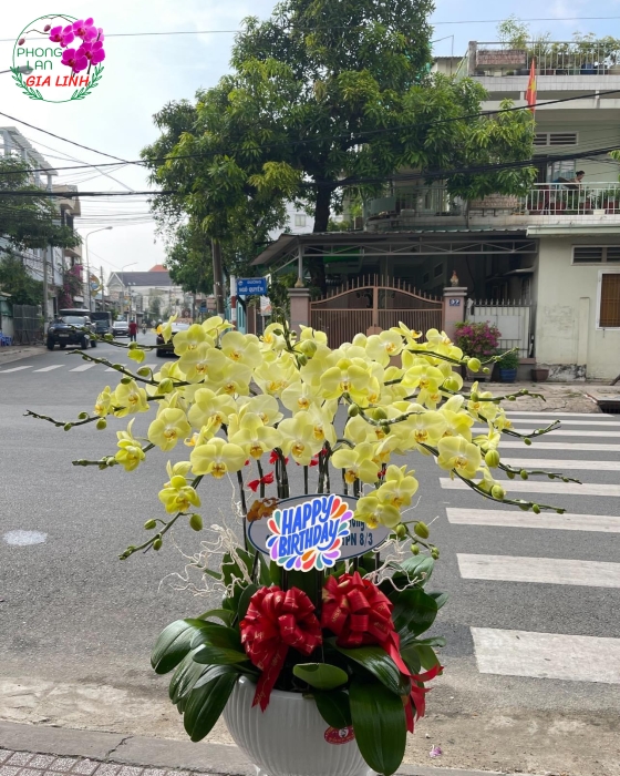 Chậu hoa Lan hồ điệp vàng xanh nghệ thuật 