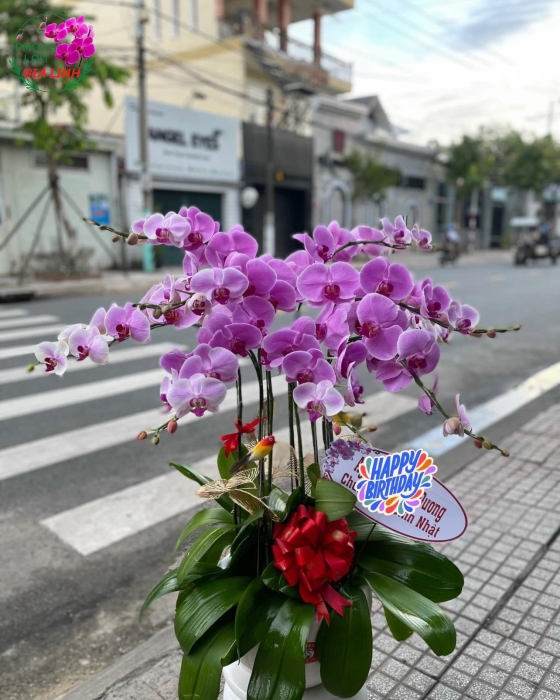 Chậu hoa làm hồ điệp Hồng siêu dể thương 