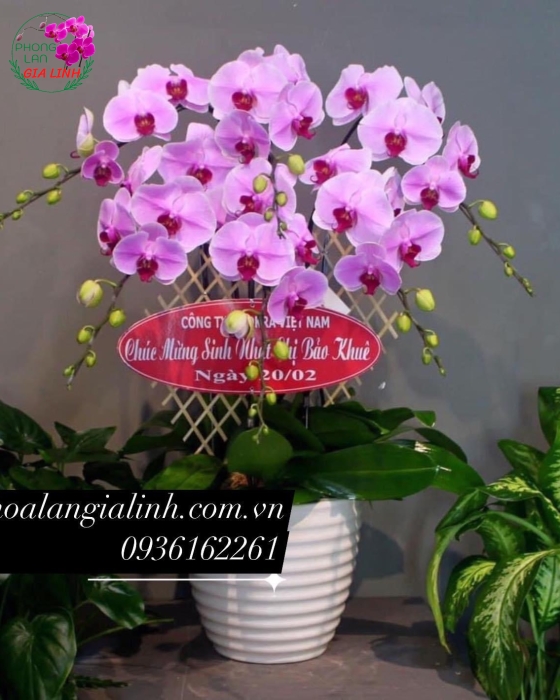 Chậu hoa Lan tặng người yêu