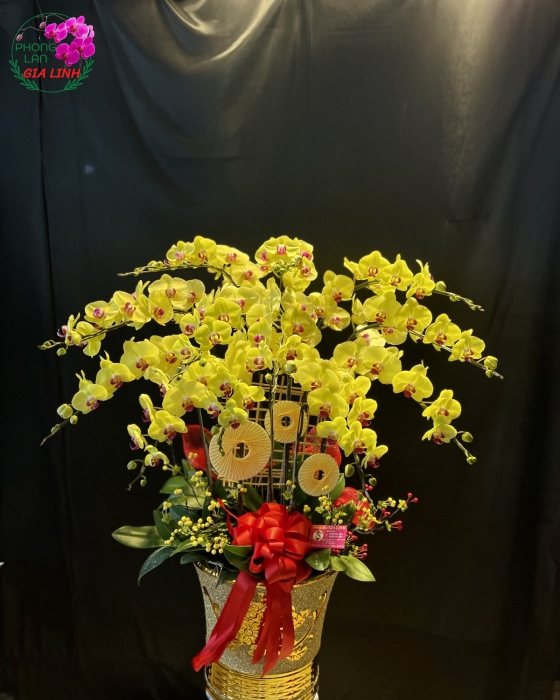 Hoa Lan hồ điệp tặng khai trương 