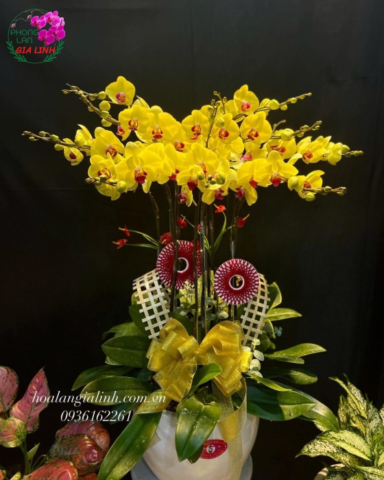 Chậu hồ điệp vàng - HD01