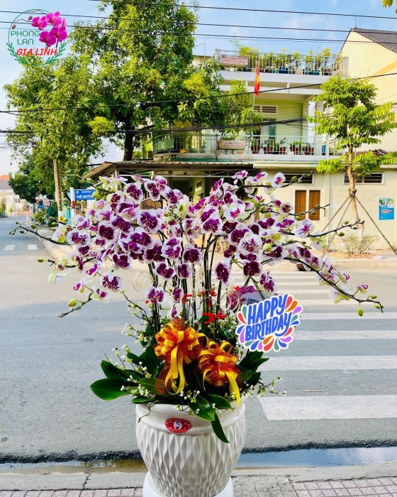 Chậu hoa Lan hồ điệp đột biến VIP