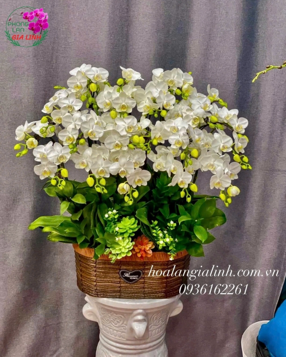 Nơi mua lan đẹp chơi tết uy tín, giá tốt tại Bình Dương