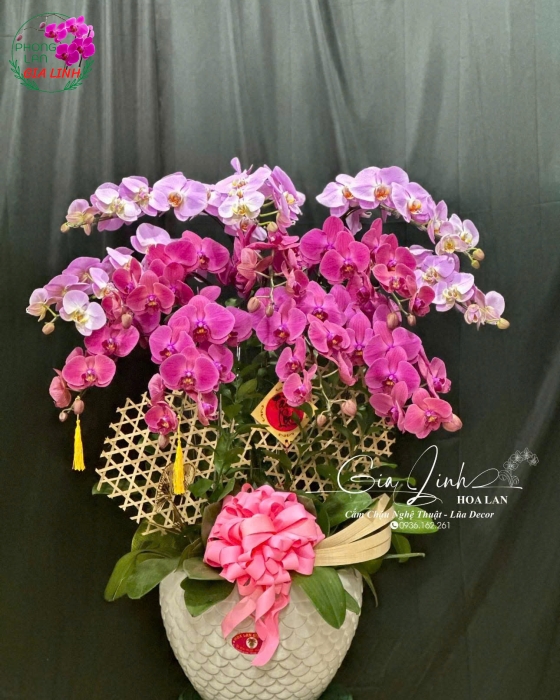 Nơi mua lan đẹp chơi tết uy tín, giá tốt tại Bình Dương