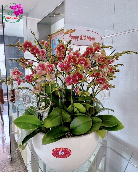 Chậu hoa Lan hồ điệp mừng 8/3