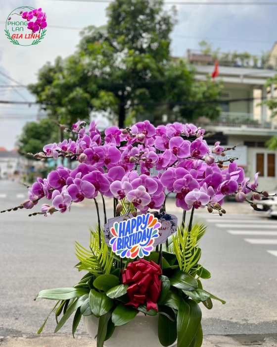 Chậu hoa làm hồ điệp Hồng đẹp 
