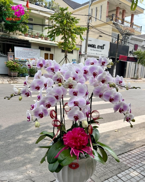 Chậu hoa Lan hồ điệp Hồng siêu cute