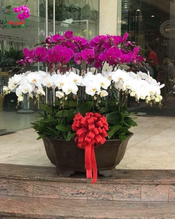 Chậu hoa Lan hồ điệp trắng tím mừng Tân gia