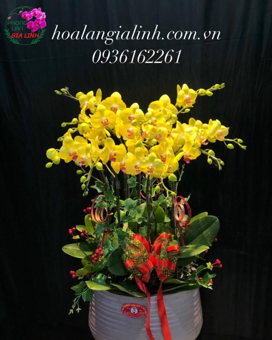Chậu hoa Lan hồ điệp mừng kha trương Hồng phát