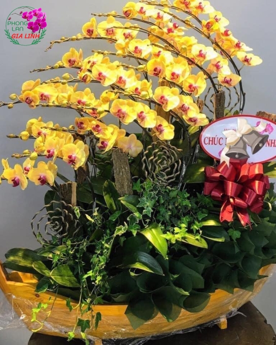 Chậu hoa Lan hồ điệp thuận buồm xuôi gió vàng cam