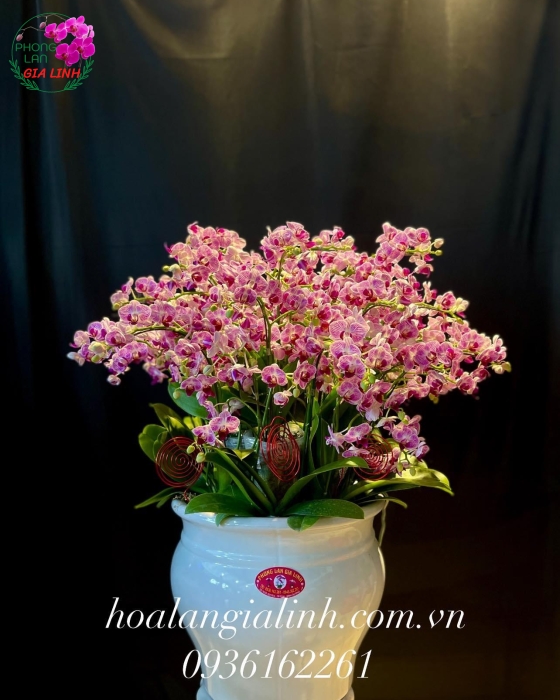Chậu hoa Lan hồ điệp mini - hoa quà tặng 
