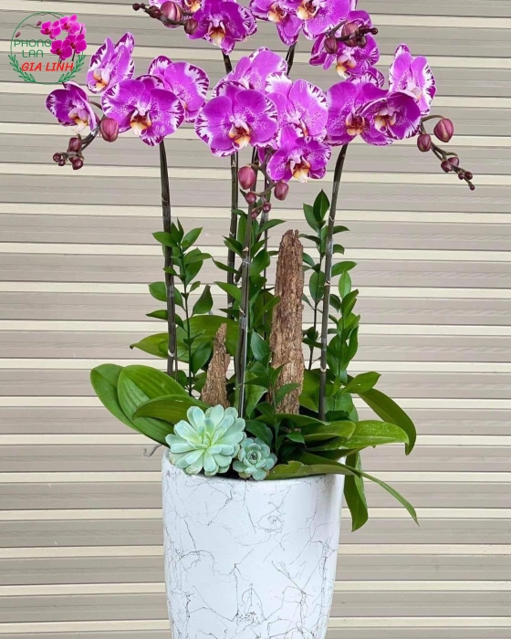 Chậu hoa Lan hồ điệp đột biến bảng đồ 