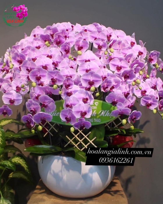 Chậu hoa Lan hồ điệp Hồng  đẳng cấp