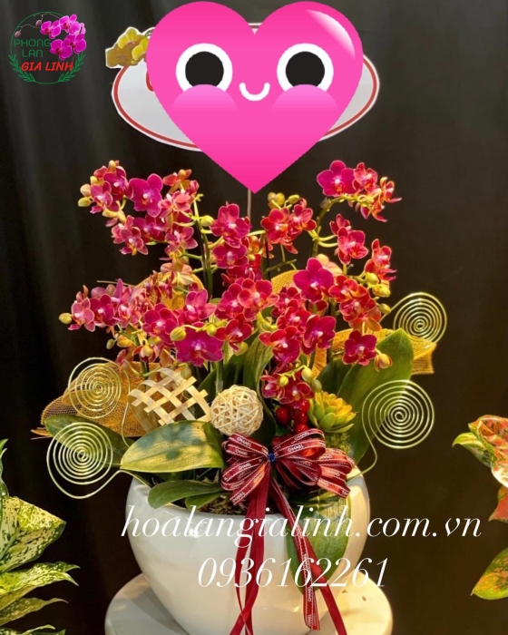 Hoa lan hồ điệp mừng ngày QTPN 8/3