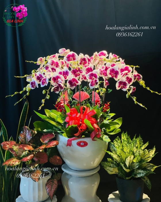 Chậu hoa Lan hồ điệp đột biến sang chảnh