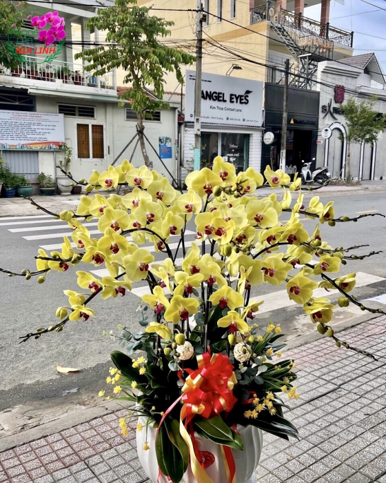 Chậu hoa Lan hồ điệp vàng mừng nhà mới