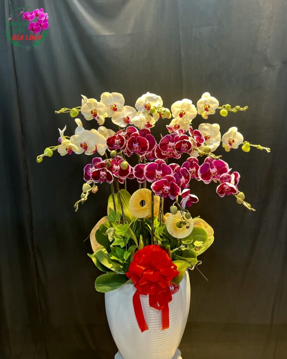 Hoa lan hồ điệp quà tặng 8-3  ý nghĩa