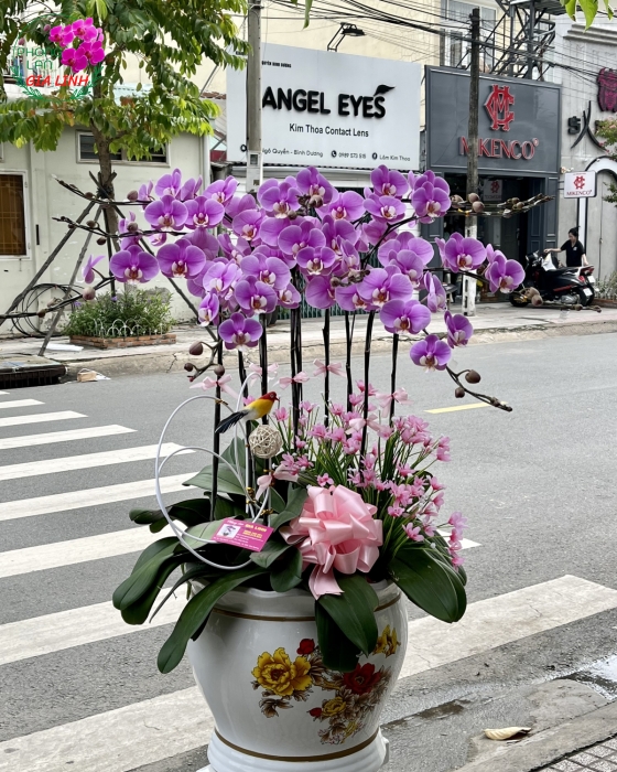 Chậu hoa Lan hồ điệp Hồng Ana 