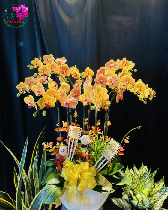 Chậu hoa lan hồ điệp vàng cam