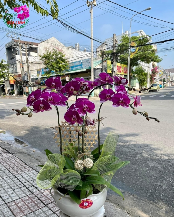Chậu hoa Lan hồ điệp đột biến mừng sinh Nhật 