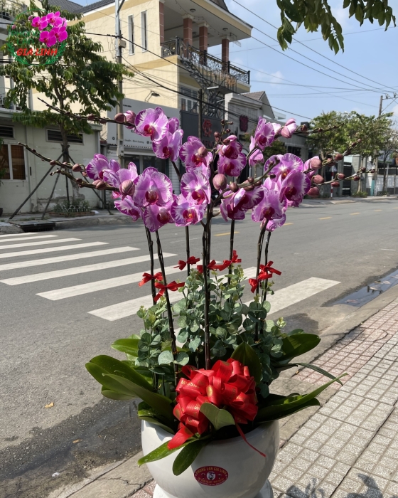 Chậu hoa Lan hồ điệp đột biến 8 cành 