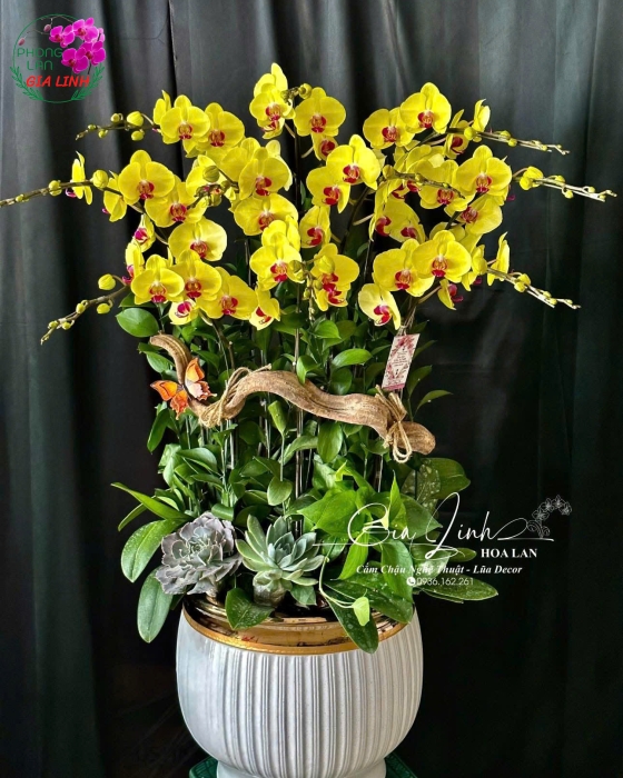 "Ánh Sao Ngày Mới" - Lan Hồ Điệp Lấp Lánh