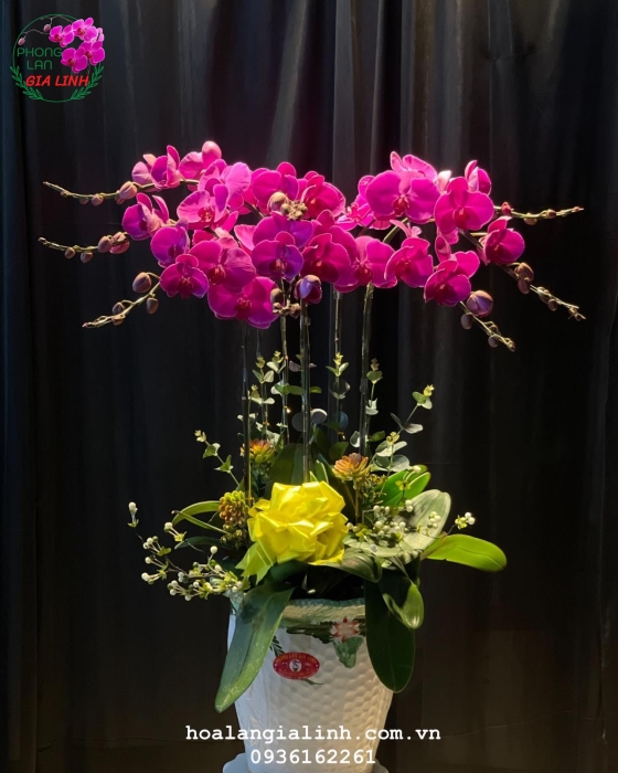 Chậu hoa Lan hồ điệp tím ấn tượng 